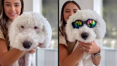 Your Daily Dose of Pets / My Dog Is Way Cooler Than Me