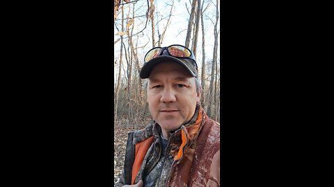 How long do Whitetail bucks work scrapes?