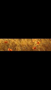This life is not all there is to it – the resurrection of the dead