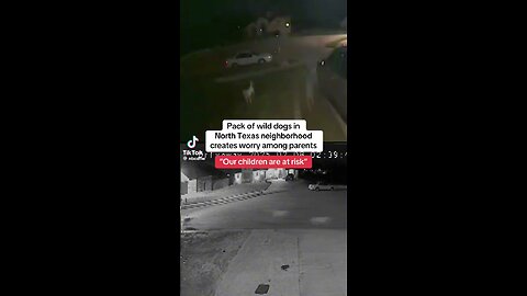Feral Dogs in North Texas