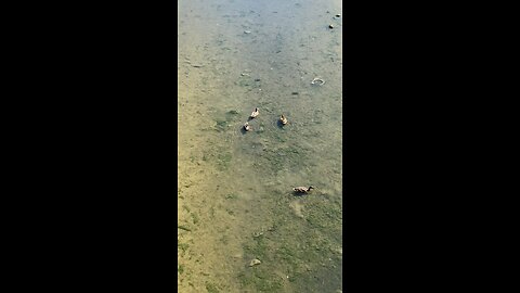 Mallard Ducks 🦆 #mallardducks #shorts #ducks #duck #viral #trending #followme