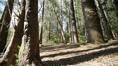 Low Angle Shot Of Trees In The Woods