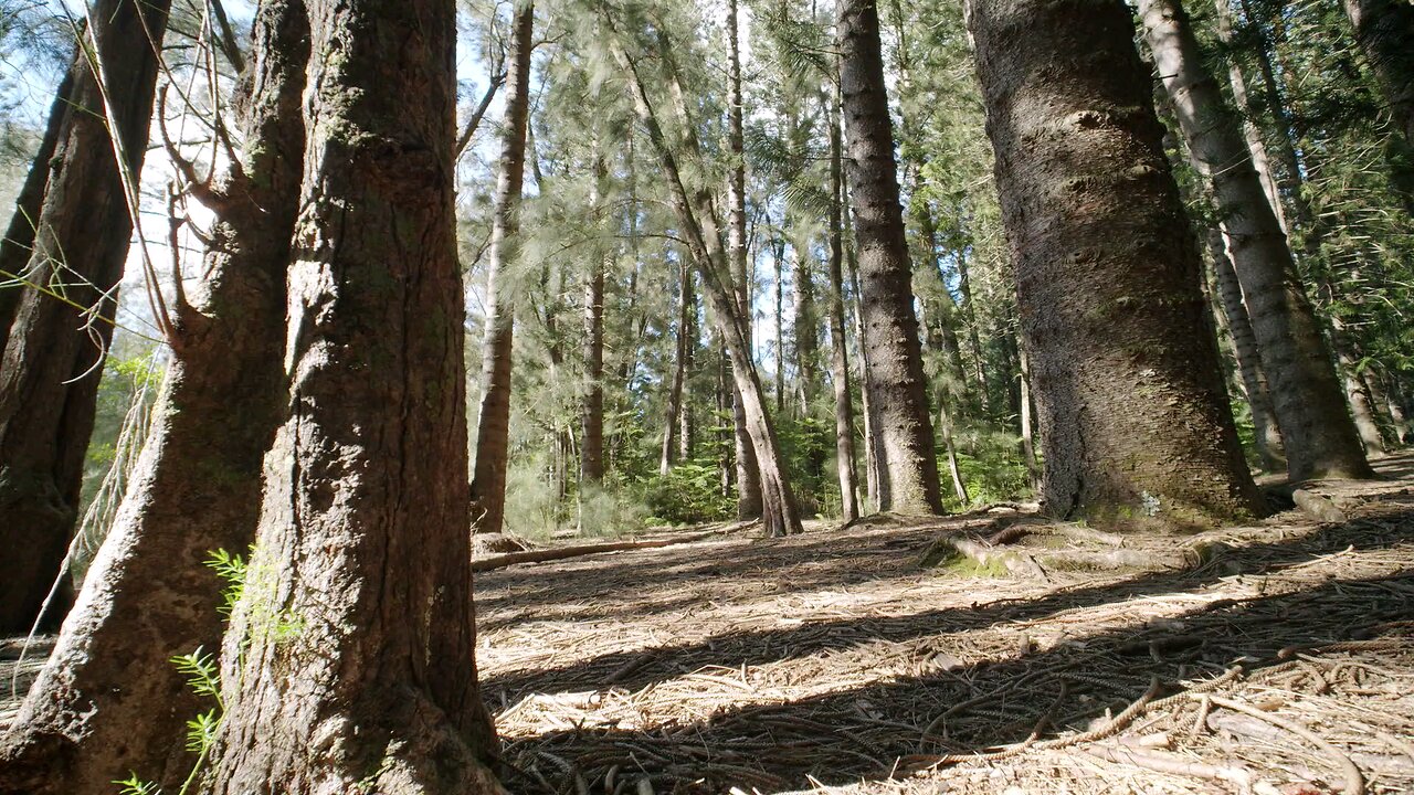 Low Angle Shot Of Trees In The Woods