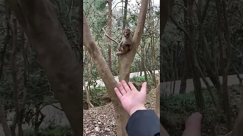 Funny monkey #42