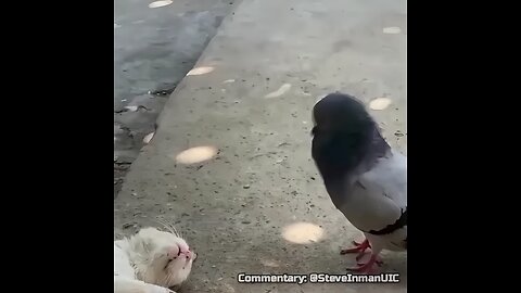 FAFO: Animal Edition
