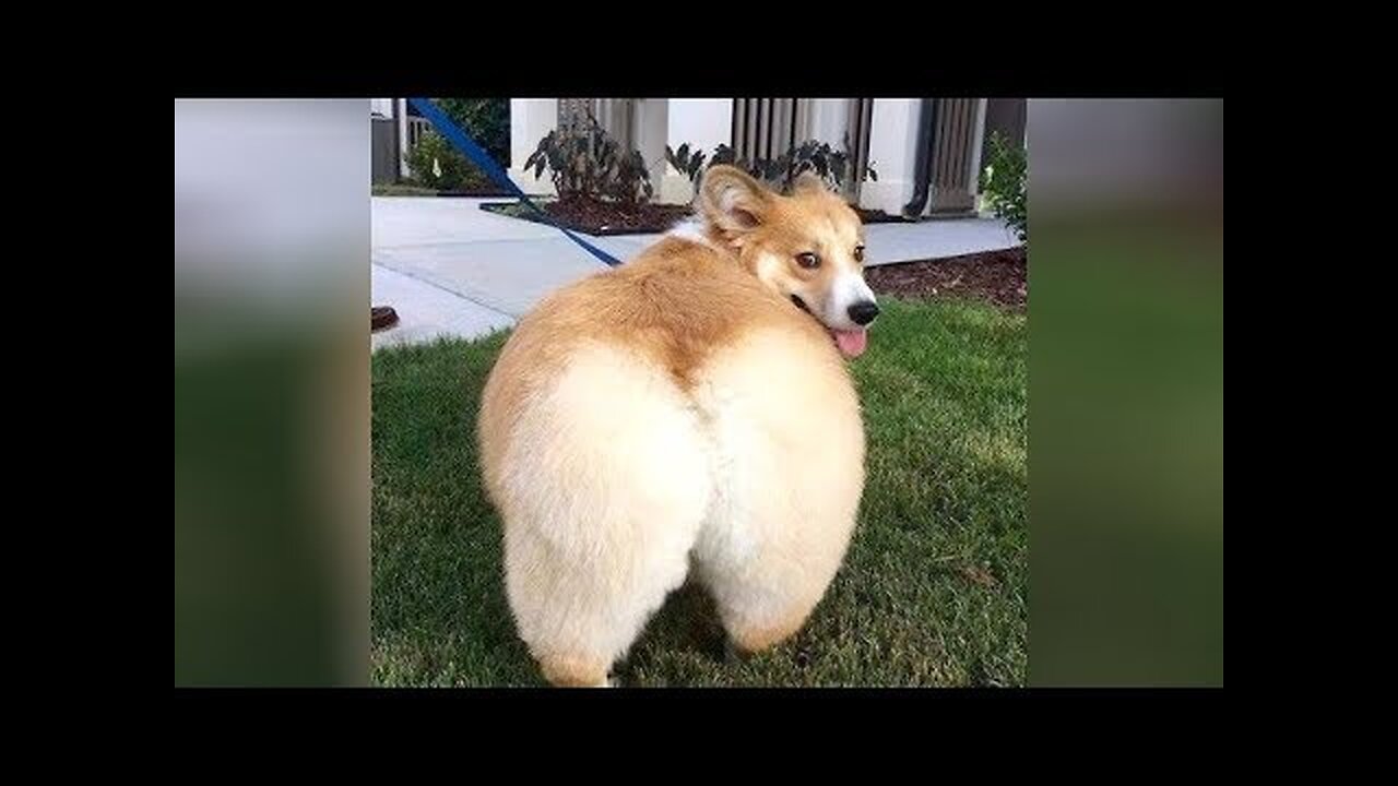 World's FUNNIEST ANIMAL VIDEOS! - I BET you will LAUGH YOUR HEAD OFF