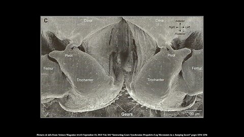 The Planthopper and Diatoms