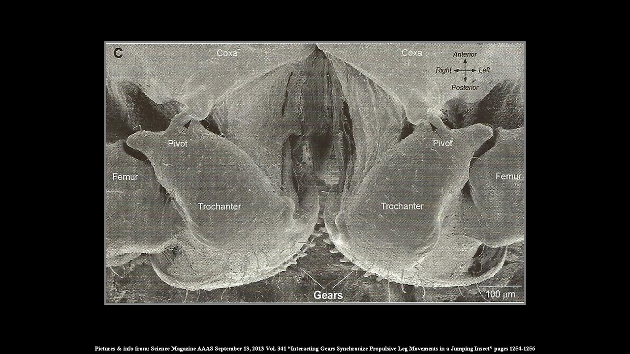 The Planthopper and Diatoms