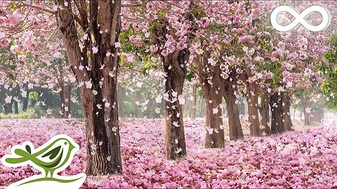 10 Hours of Relaxing Music Sleep Music, Soft Piano Music & Healing Music by Soothing Relaxation