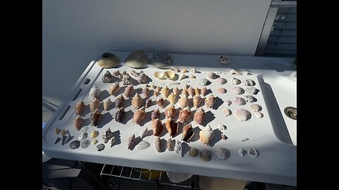 Beach Finds 10/22/2025 | 4K