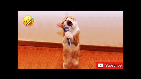 Funny Dogs And Cats Videos 2025 😅 - Best Funniest Animal Videos Of The week