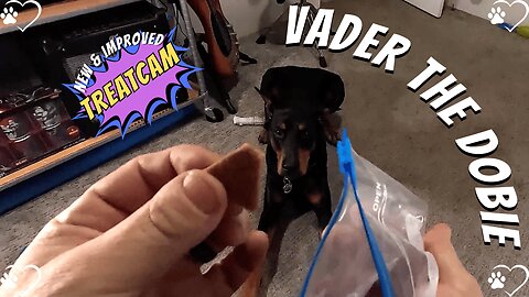 Treatcam Triumph: Doberman's Lip-Smacking, Jabba-Defeating Chaos!