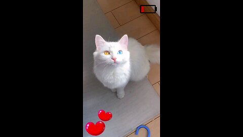 white cat