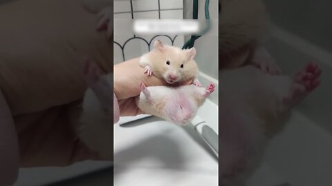 The guy was shocked when he saw a hamster staring at him on the road