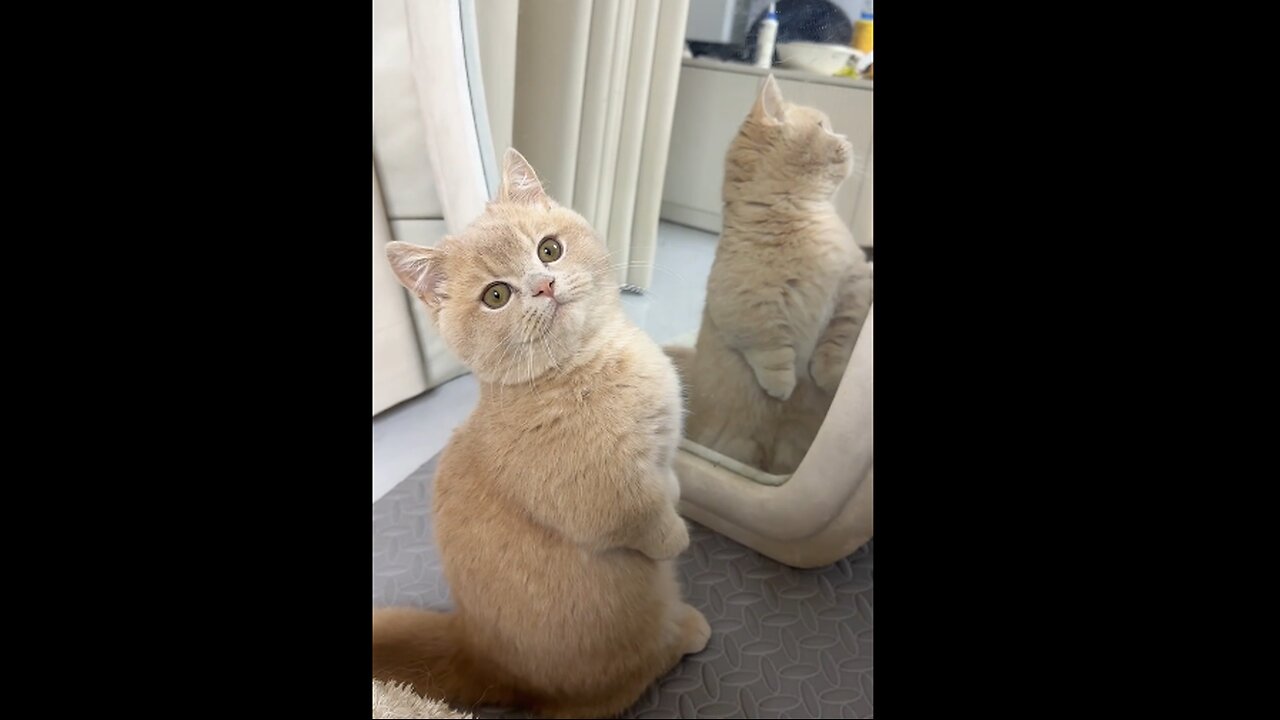 Adorable Puppies & Kittens Doing the Funniest Things! ππΆπ±"