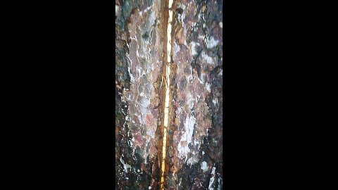 Lightnening bolt down a tree