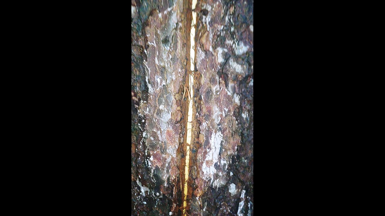 Lightnening bolt down a tree