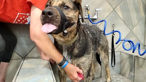 Blue boo boo da foo gets a bath