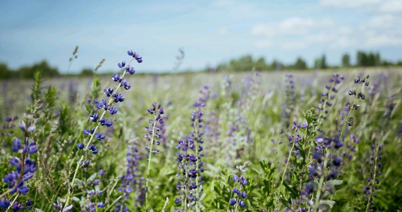 A field of purple flowers with blue sky in the background