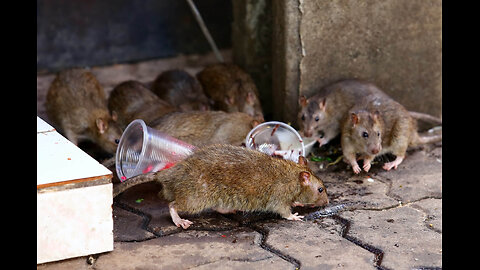 Birminghams super mutant ninja rats