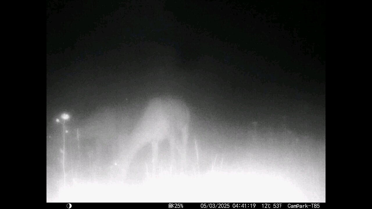 Deer Cam....Deer In Early Morning Fog 05-03-2025