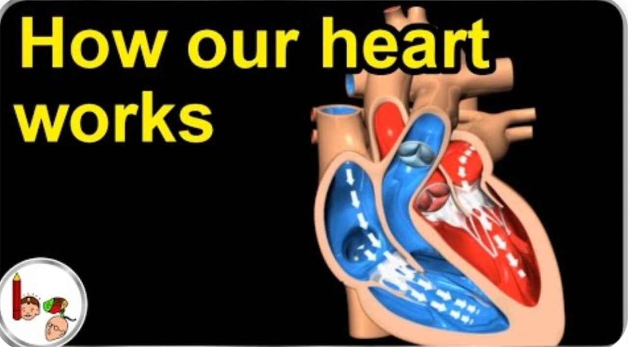 How our Heart works: structure and function ( 3D Animation ) in English