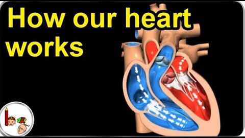 How our Heart works: structure and function ( 3D Animation ) in English