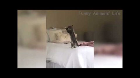 FunAnimals - 40 Best Funny Animal Videos Of The Month Cute 🐶 Dogs And 😹 Cats Reactions