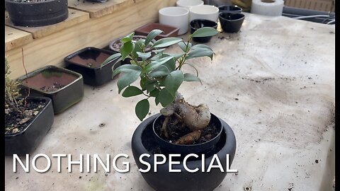 Nothing Special