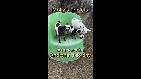 Molly had triplets. Three cute baby goats. One is super tiny!