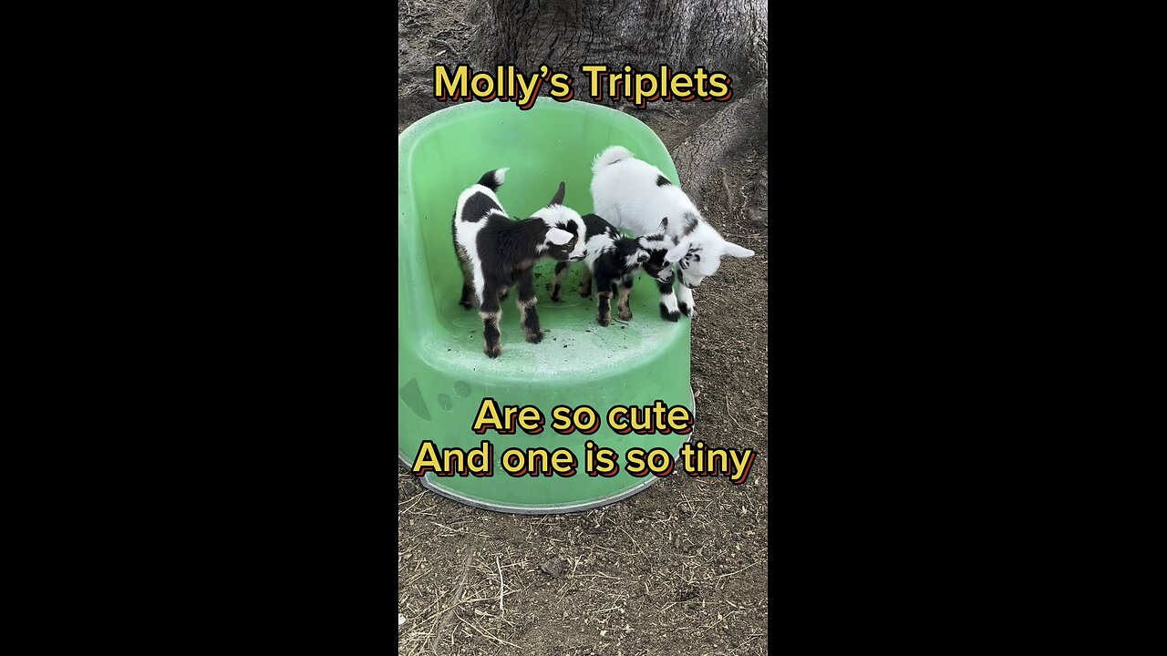 Molly had triplets. Three cute baby goats. One is super tiny!