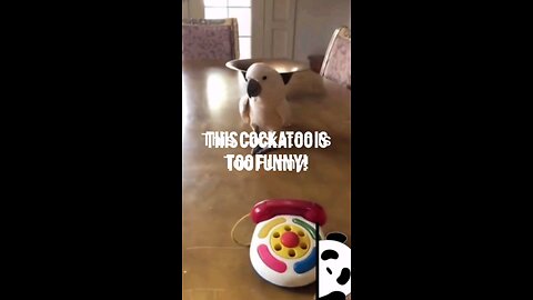 This Cockatoo Thinks He's a Comedian… and He’s Not Wrong