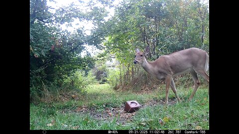 Deer Cam 09 21 2025 Doe Game Cam Trail Cam