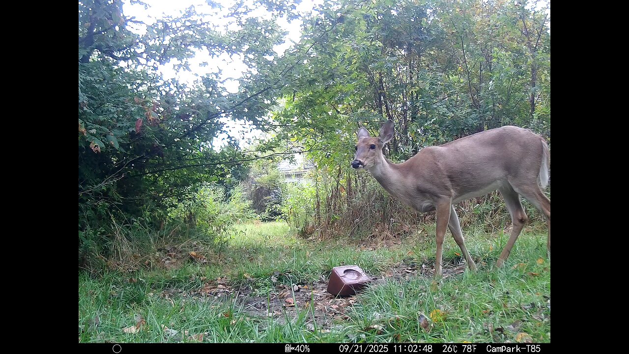 Deer Cam 09 21 2025 Doe Game Cam Trail Cam