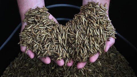 WEF's Demonic Bug Diet by GetBasedTV