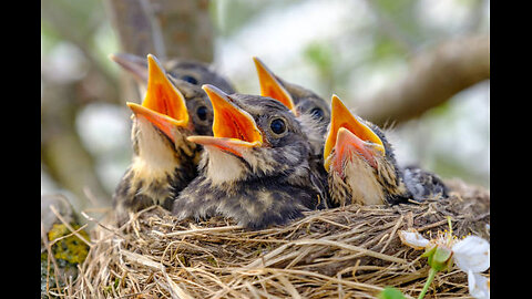 LIVE 24/7: Sparrow Nest Cam 🐦 | Watch Baby Birds Hatch & Grow!