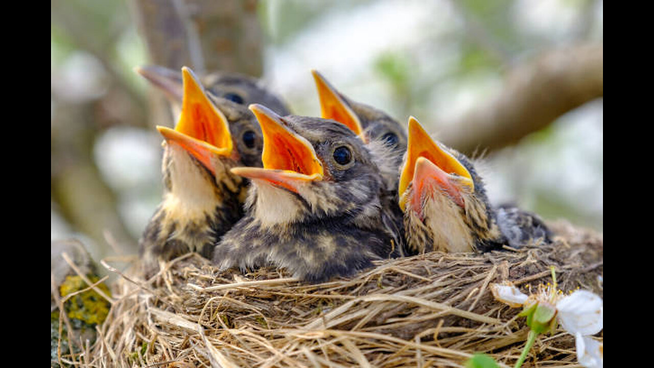 LIVE 24/7: Sparrow Nest Cam 🐦 | Watch Baby Birds Hatch & Grow!