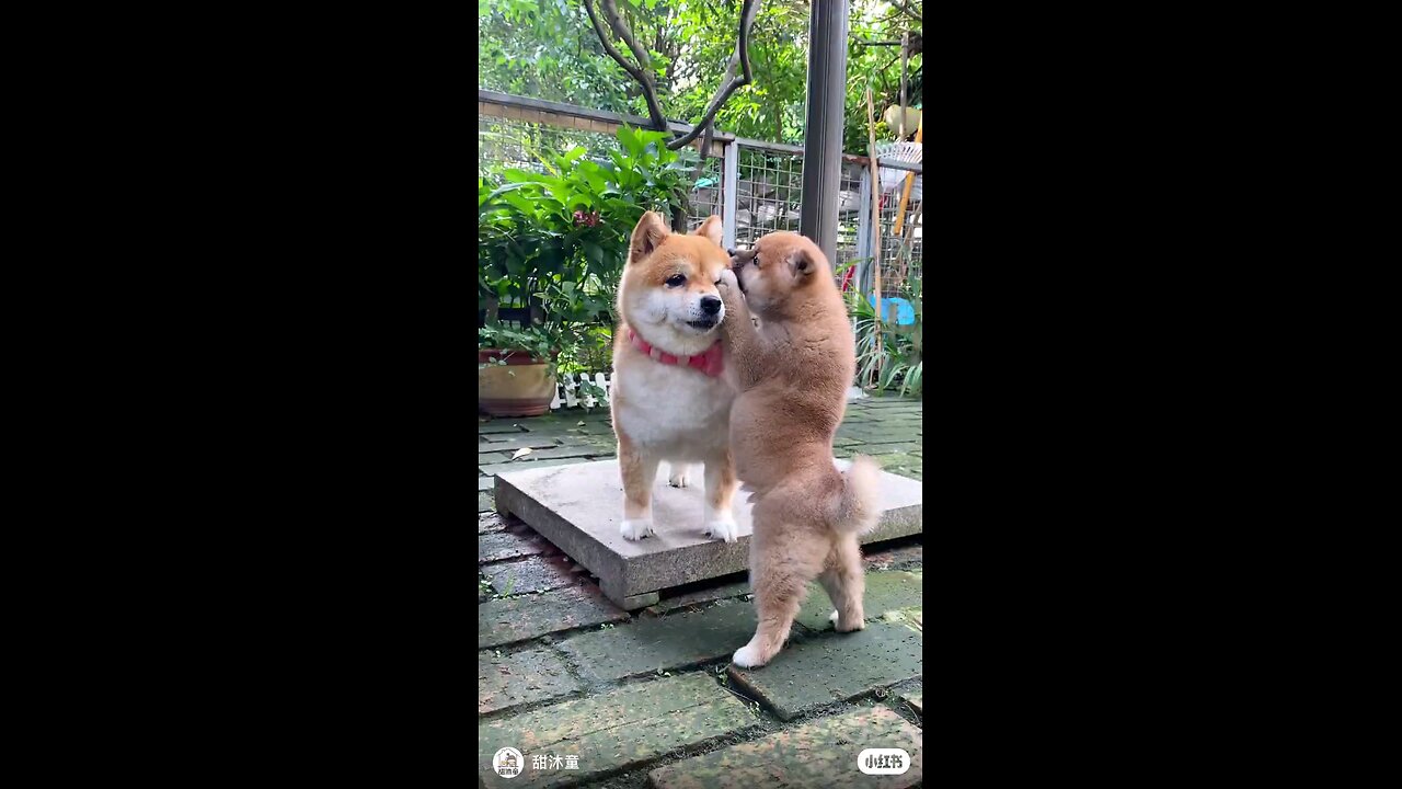 Two dogs funny