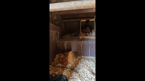 Broody Chickens Making More Cheep Cheeps