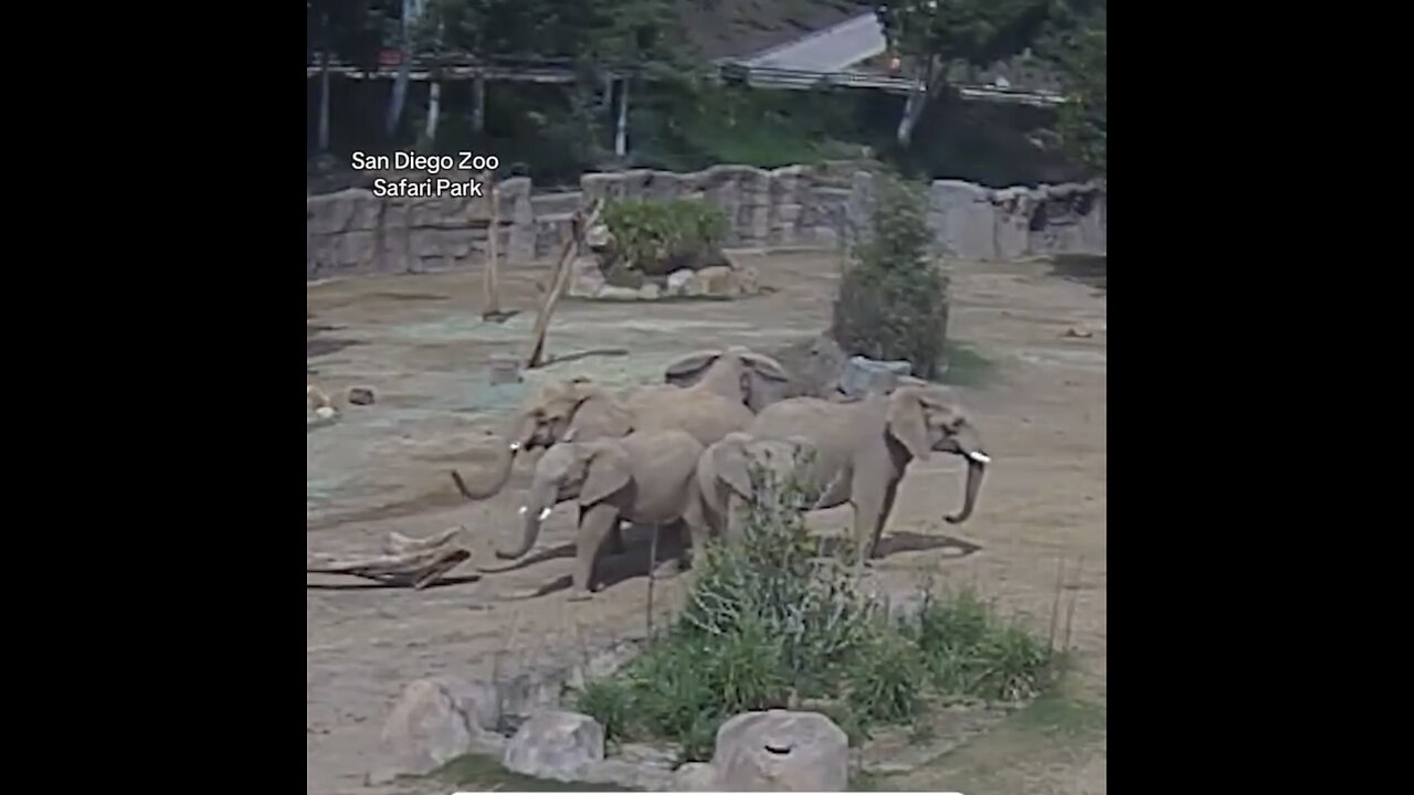 ELEPHANTS🆘🌲🐘FORM ALERT CIRCLE🌳🐘🪨🐘🌲PROTECTION DURING EARTHQUAKE🌲🐘🪨🌳💫