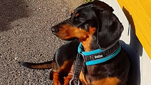 Scary Dachshund dogs | Cute and funny playful dachshund dog Try Not To Laugh compilation Videos