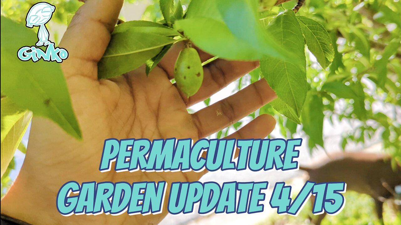 Permaculture Garden Update 4/15