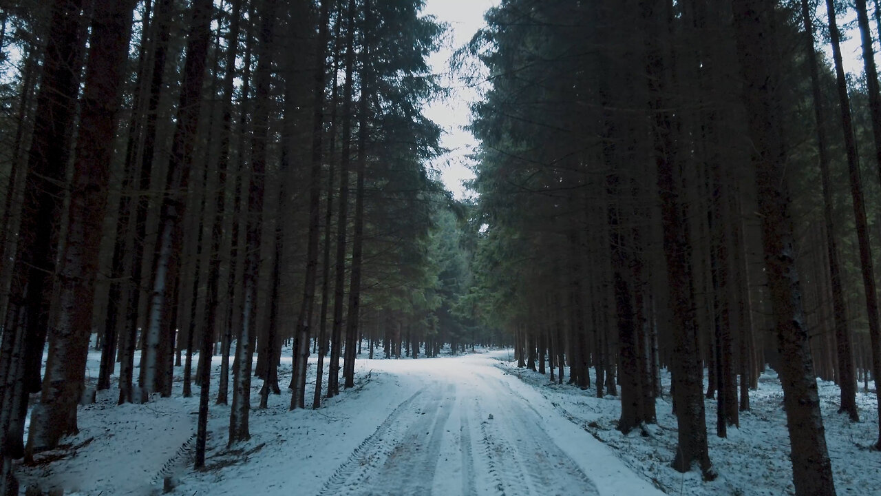 In The Silent Forest - ASMR Relaxing Winter Forest Ambience