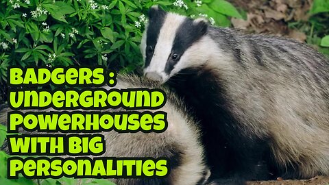 Badgers Underground Powerhouses with Big Personalities