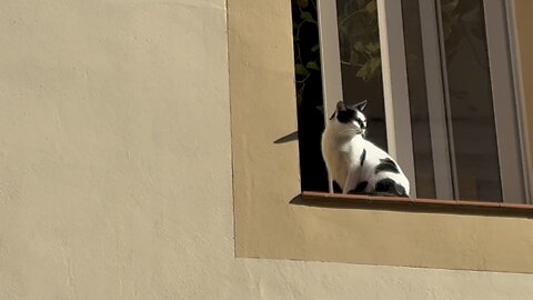 Gato en la ventana