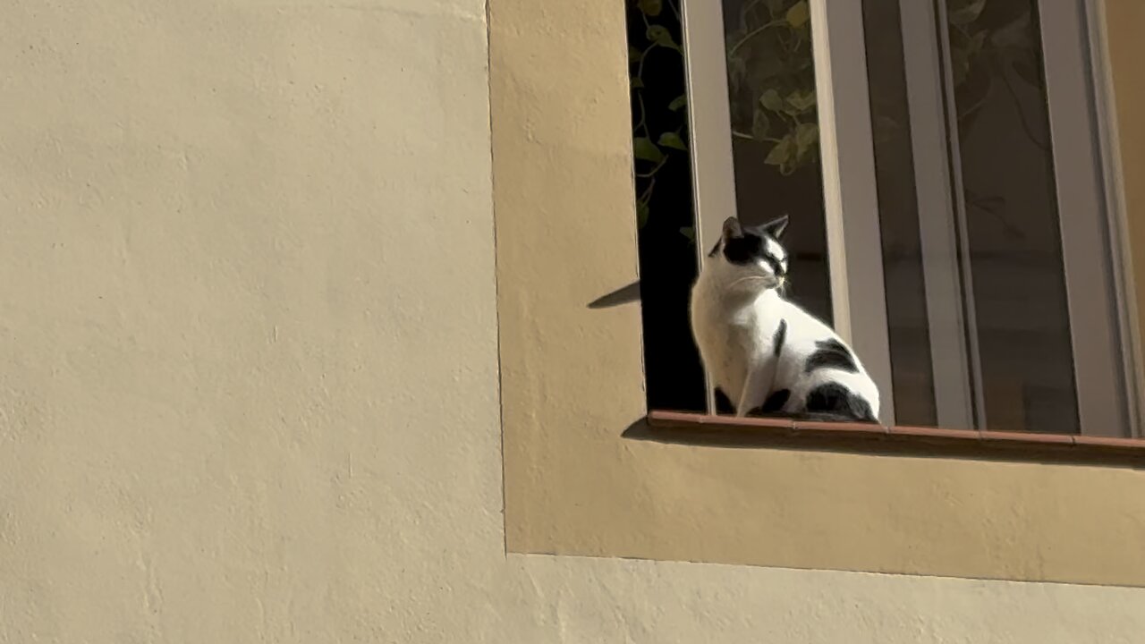 Gato en la ventana