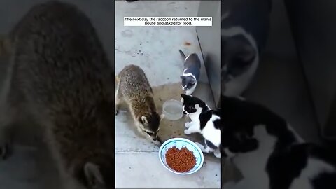The raccoon came to the girl for help and they became best friends