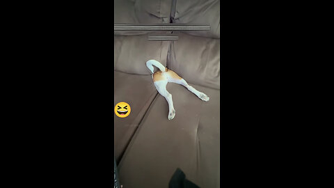 This dog play hide and seek. pet funny animals