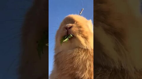 Little rabbit eats vegetables and gaga. Cute pet debut plan. Rabbit pastoral cute pet