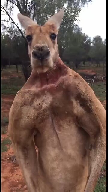 This is how the kangaroo makes loud «warning» sounds